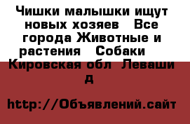   Чишки-малышки ищут новых хозяев - Все города Животные и растения » Собаки   . Кировская обл.,Леваши д.